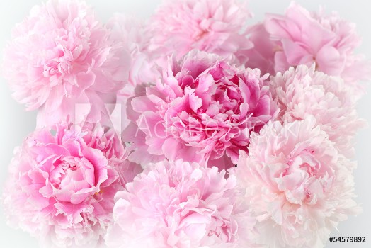 Picture of Floral background of pink peonies varieties Albert Kruss